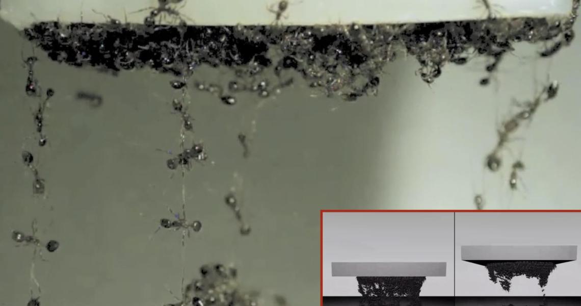 Ants forming living bridges under surface of water..
